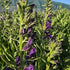 Lobelia perenă albastră - Lobelia speciosa Starship Blue