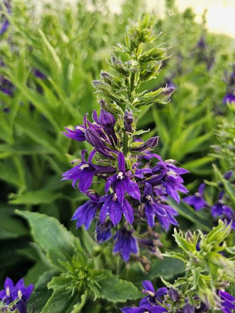 Lobelia perenă albastră - Lobelia speciosa Starship Blue