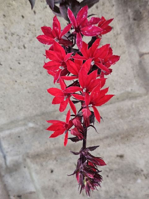 Lobelia perenă roșie - Lobelia speciosa Starship Scarlet
