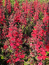 Lobelia perenă roșie - Lobelia speciosa Starship Scarlet