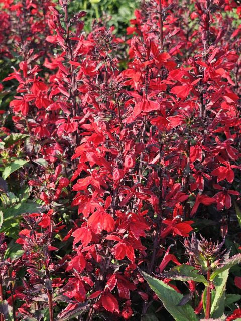 Lobelia perenă roșie - Lobelia speciosa Starship Scarlet