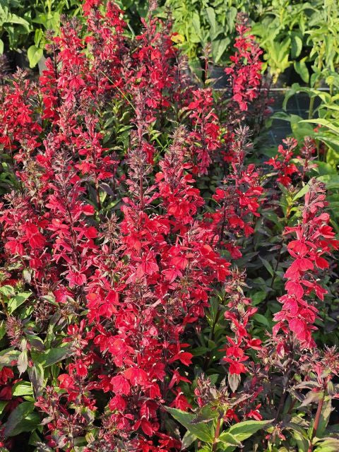Lobelia perenă roșie - Lobelia speciosa Starship Scarlet