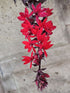 Lobelia perenă roșie - Lobelia speciosa Starship Scarlet