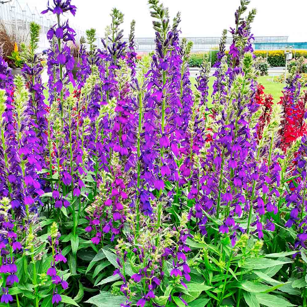 Lobelia perenă albastră - Lobelia speciosa Starship Blue