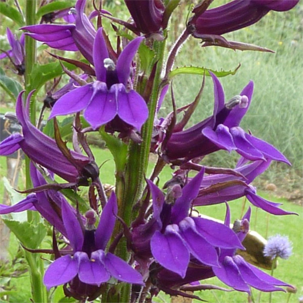 Lobelia perenă albastră - Lobelia speciosa Starship Blue