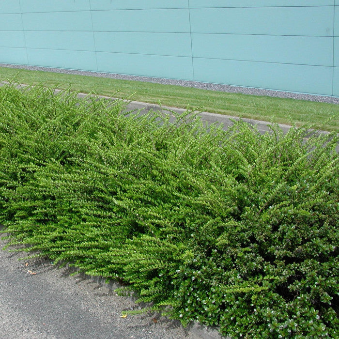 Caprifoi Târâtor - Lonicera Nitida 'Maigrün'