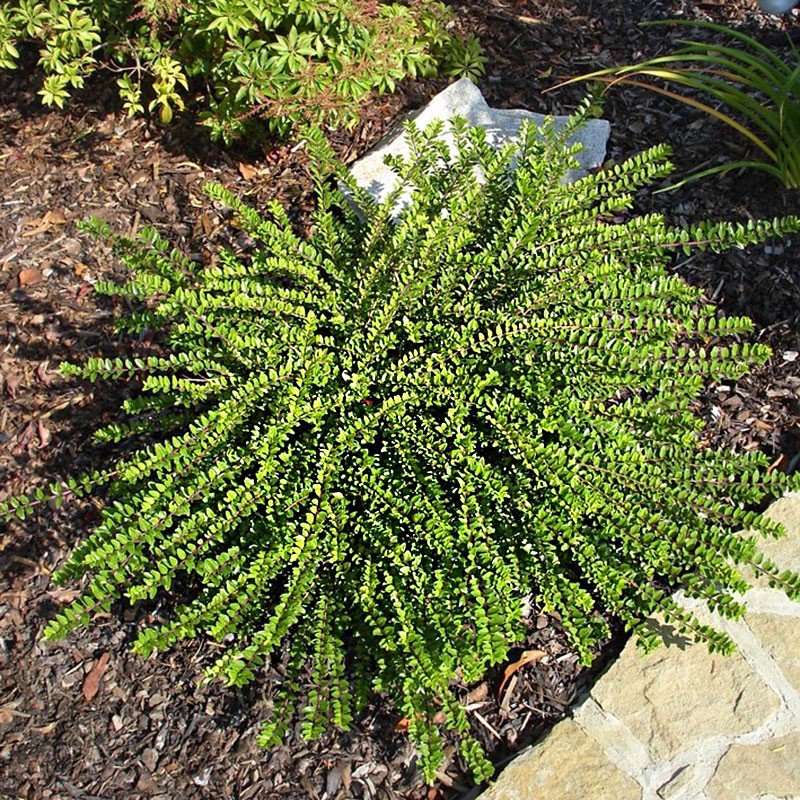 Caprifoi Târâtor - Lonicera Nitida 'Maigrün'