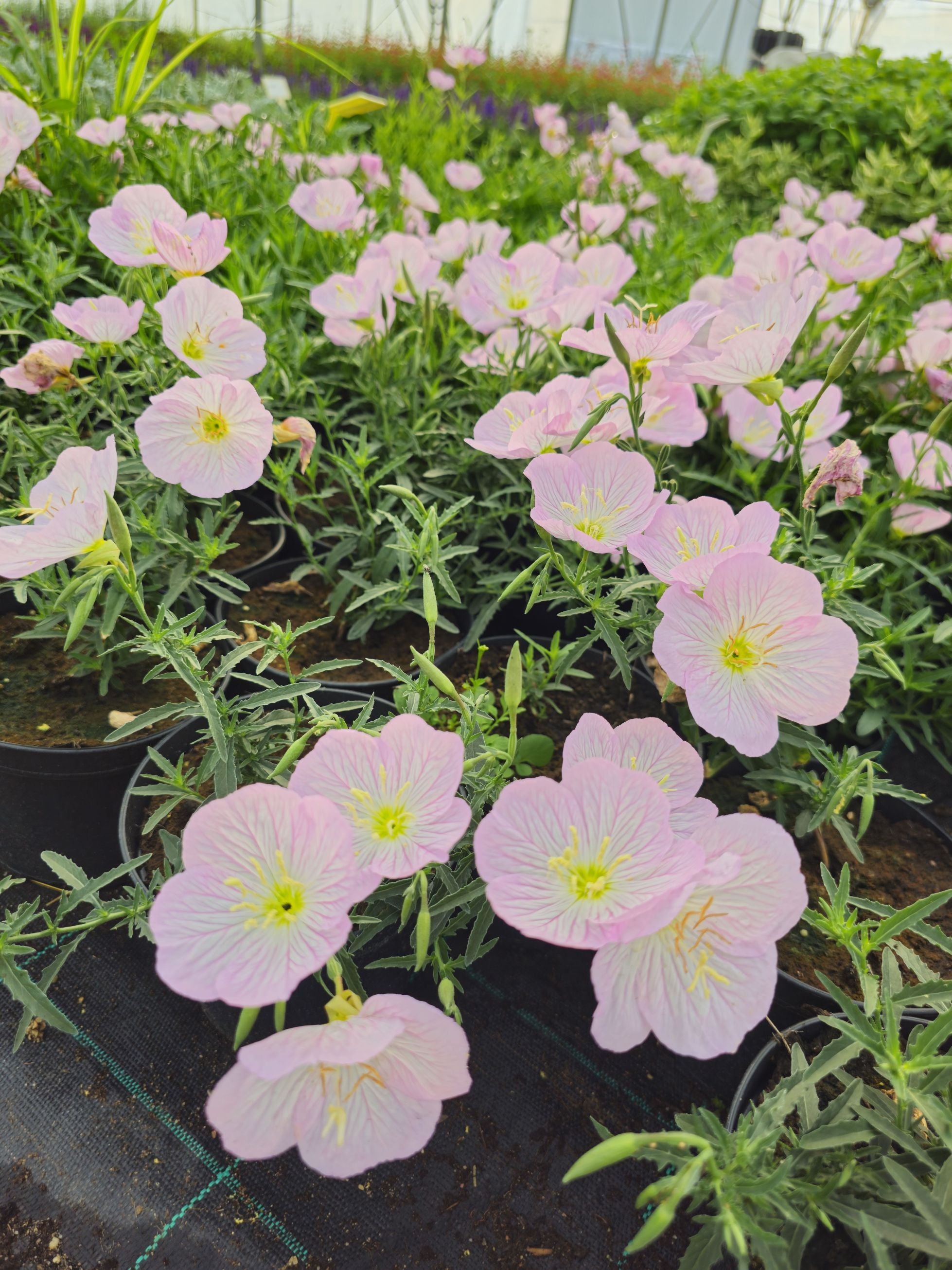 Luminița nopții - Oenothera speciosa 'Siskiyou'