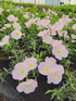 Luminița nopții - Oenothera speciosa 'Siskiyou'