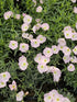 Luminița nopții - Oenothera speciosa 'Siskiyou'