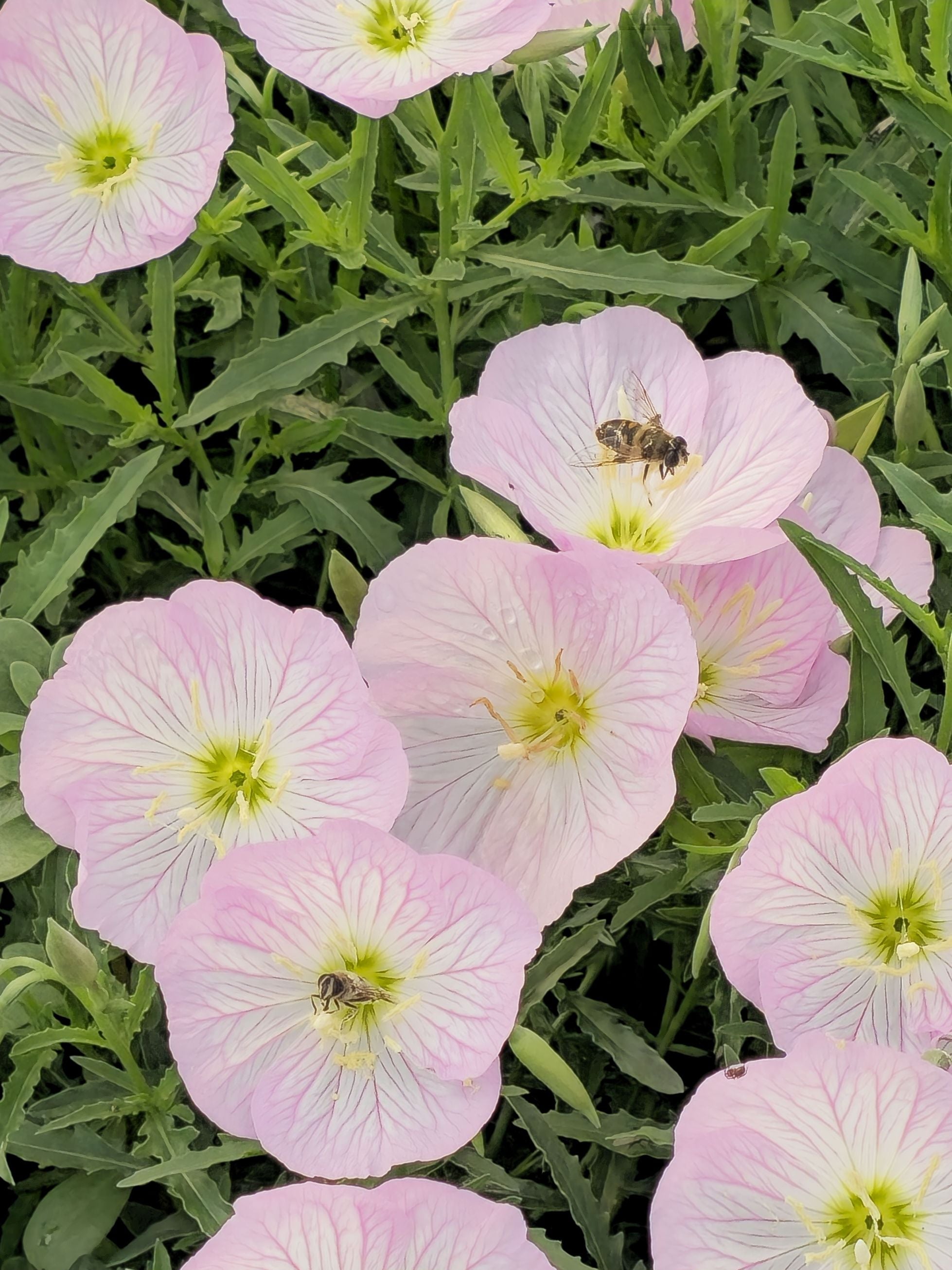 Luminița nopții - Oenothera speciosa 'Siskiyou'