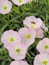 Luminița nopții - Oenothera speciosa 'Siskiyou'