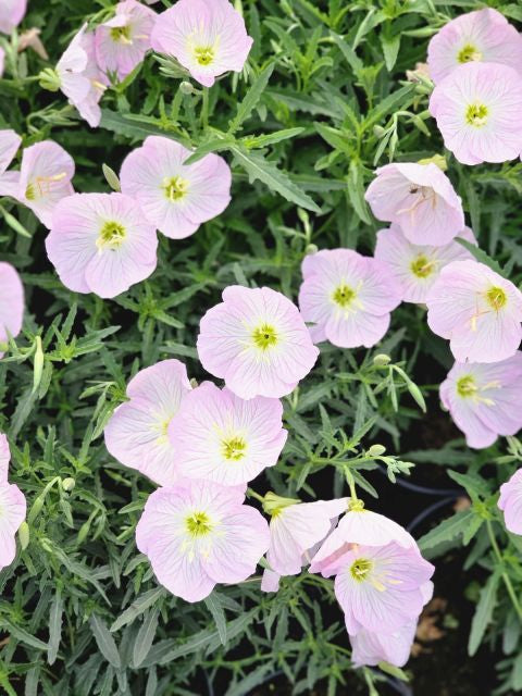 Luminița nopții - Oenothera speciosa 'Siskiyou'