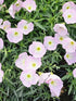 Luminița nopții - Oenothera speciosa 'Siskiyou'