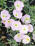 Luminița nopții - Oenothera speciosa 'Siskiyou'