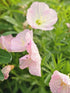 Luminița nopții - Oenothera speciosa 'Siskiyou'