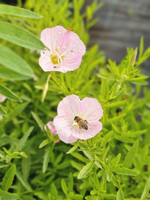 Luminița nopții - Oenothera speciosa 'Siskiyou'