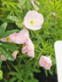 Luminița nopții - Oenothera speciosa 'Siskiyou'