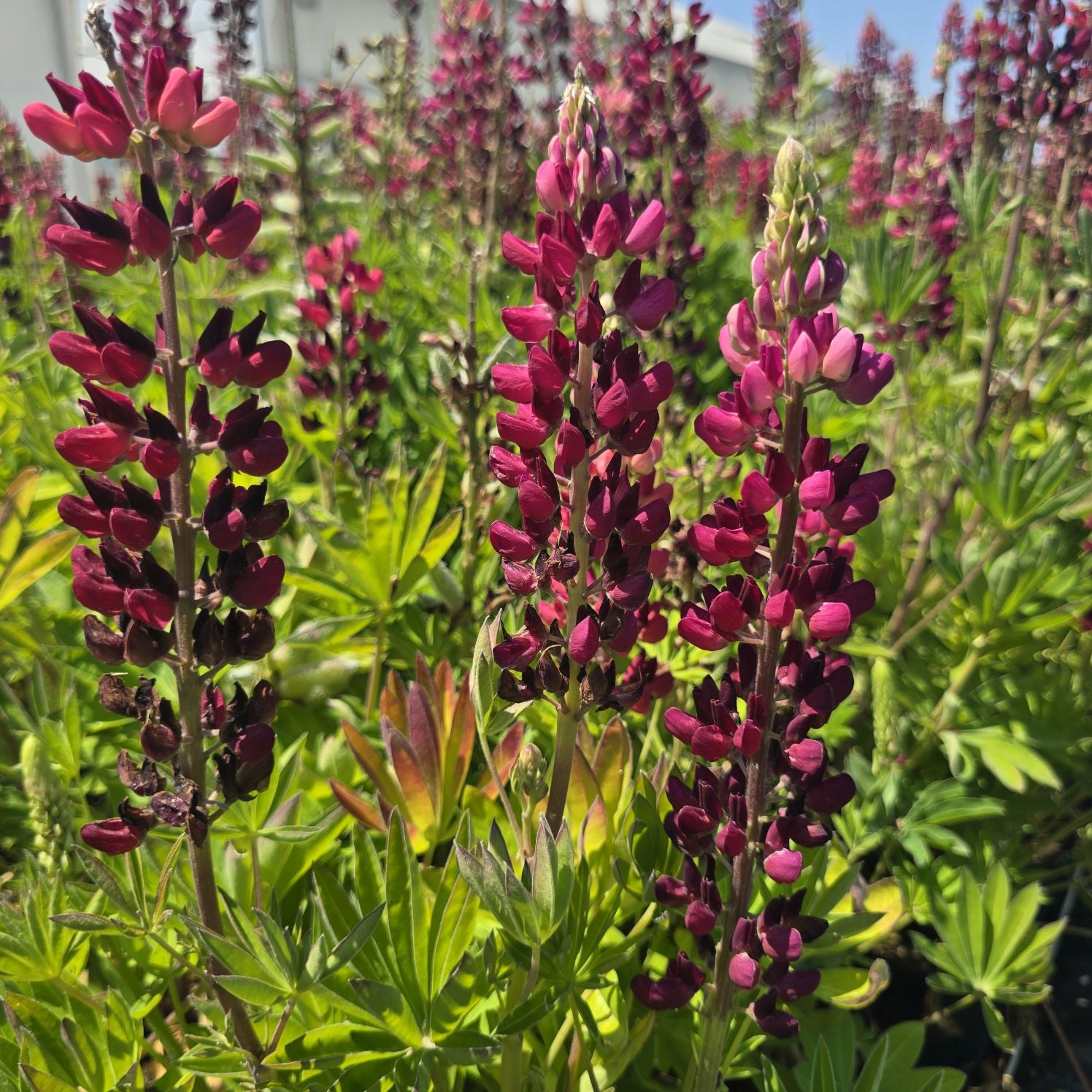 Lupin - Lupinus polyphyllus 'Legendary Red Shades'