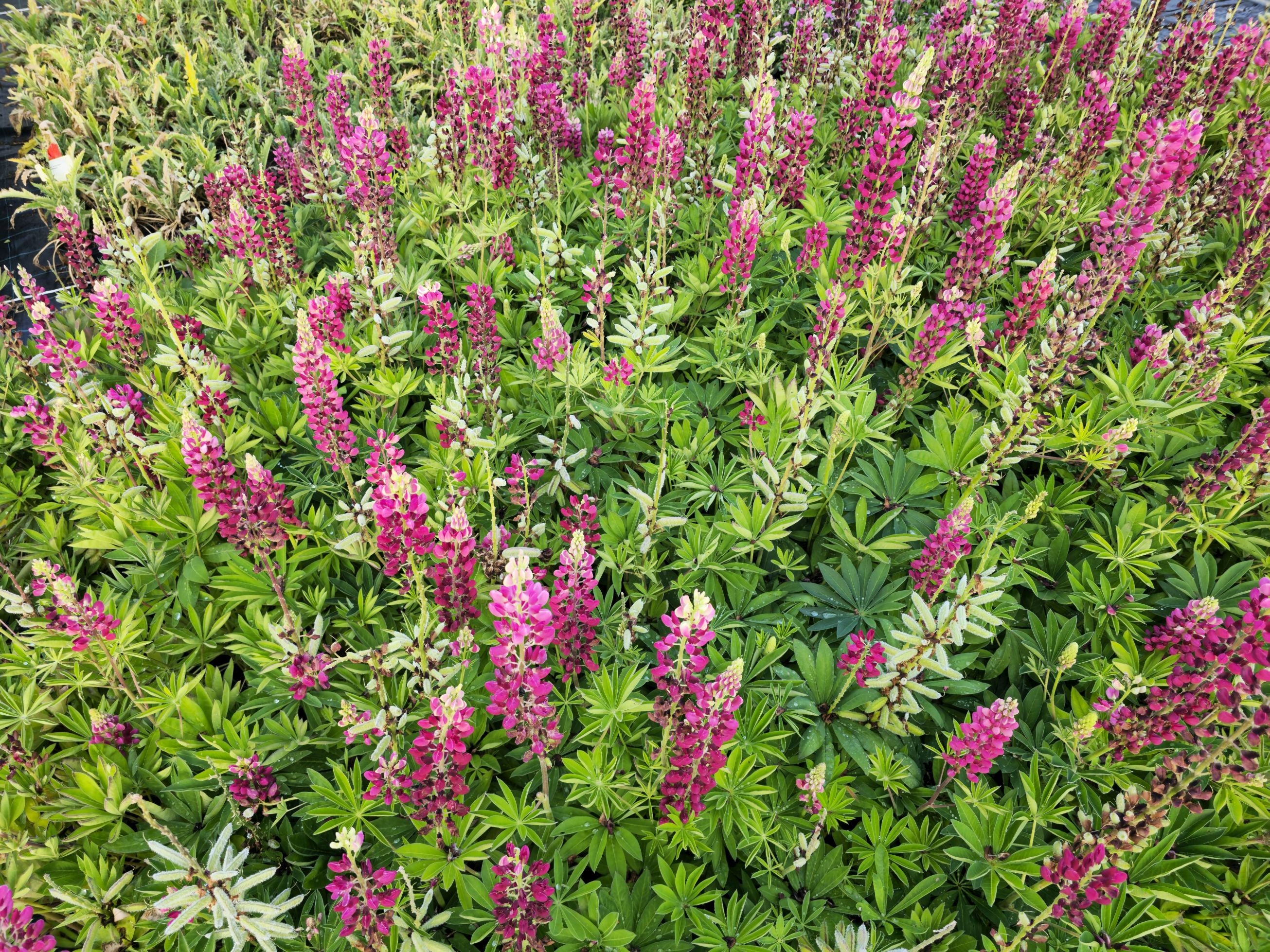 Lupin - Lupinus polyphyllus 'Legendary Red Shades'