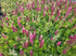 Lupin - Lupinus polyphyllus 'Legendary Red Shades'