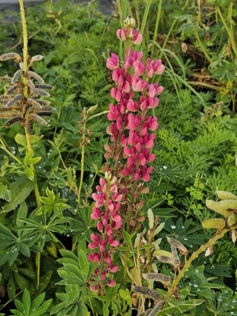 Lupin - Lupinus polyphyllus 'Legendary Rose Shades'