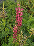 Lupin - Lupinus polyphyllus 'Legendary Rose Shades'