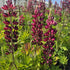 Lupin - Lupinus polyphyllus 'Legendary Red Shades'