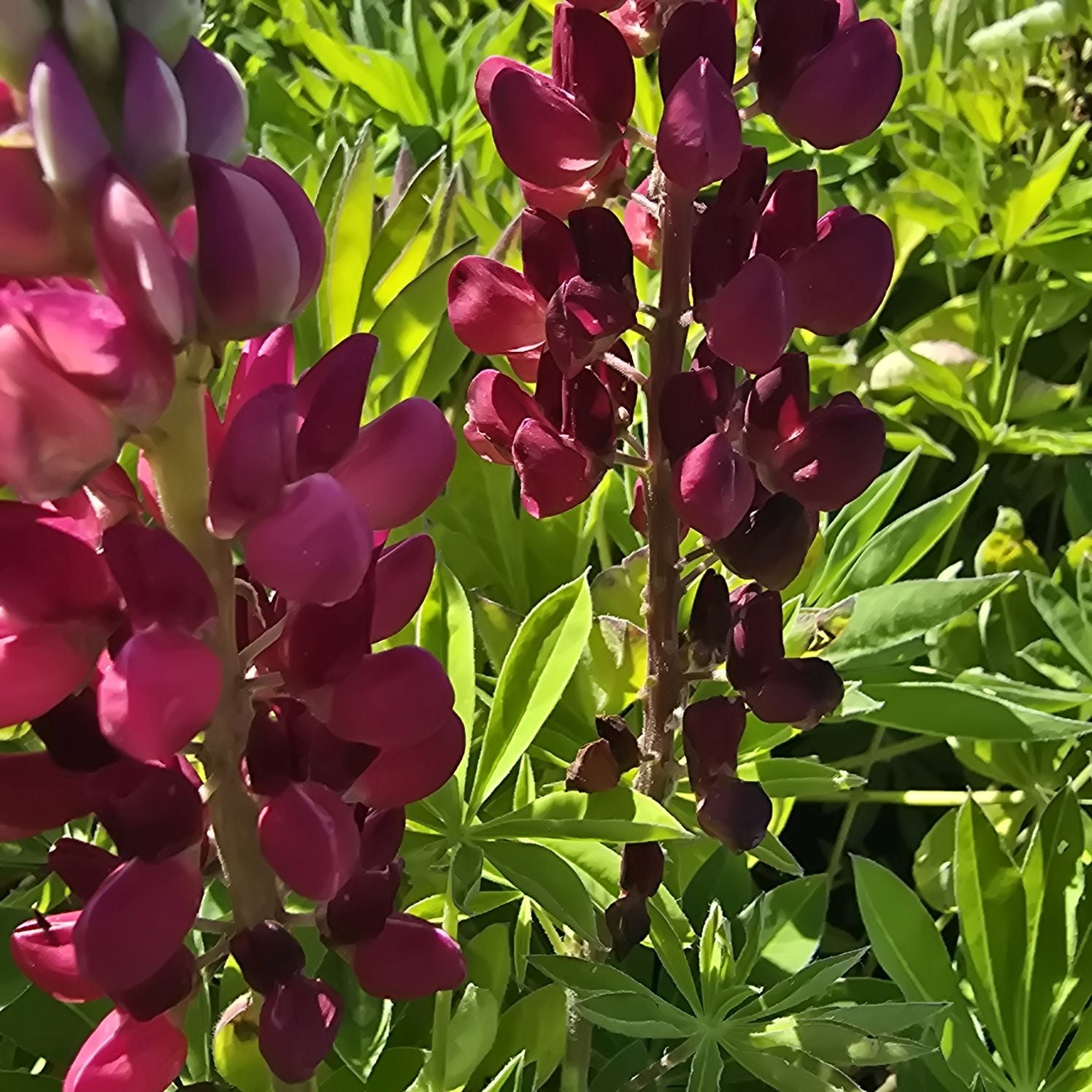 Lupin - Lupinus polyphyllus 'Legendary Red Shades'