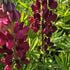 Lupin - Lupinus polyphyllus 'Legendary Red Shades'