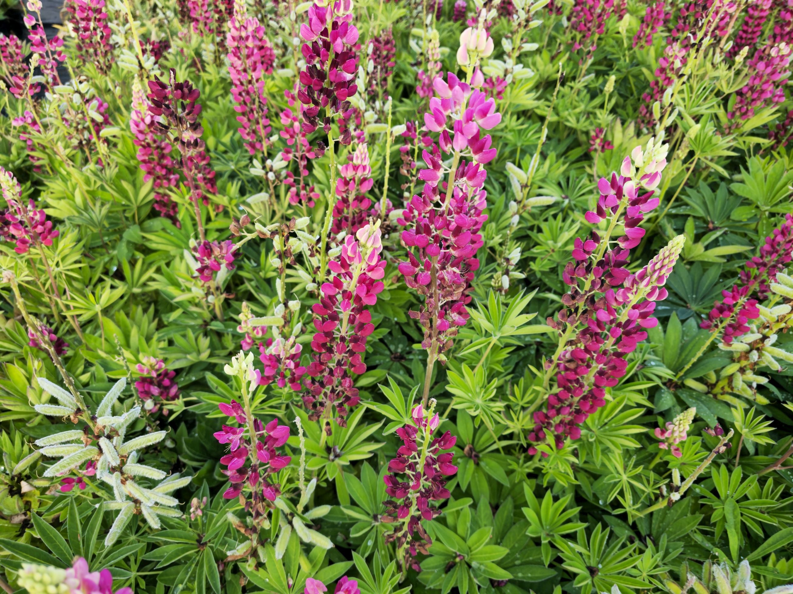 Lupin - Lupinus polyphyllus 'Legendary Red Shades'