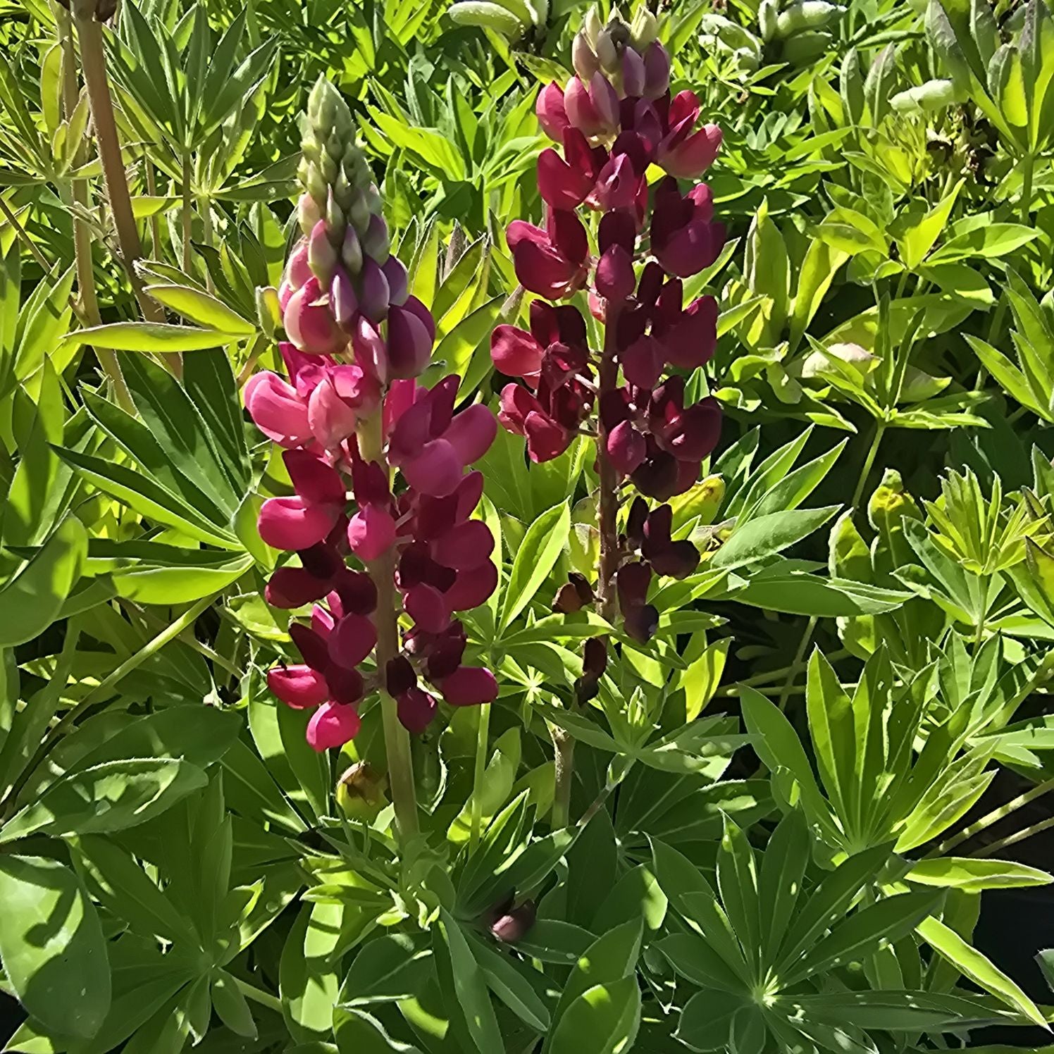 Lupin - Lupinus polyphyllus 'Legendary Red Shades'