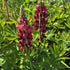 Lupin - Lupinus polyphyllus 'Legendary Red Shades'