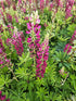 Lupin - Lupinus polyphyllus 'Legendary Red Shades'