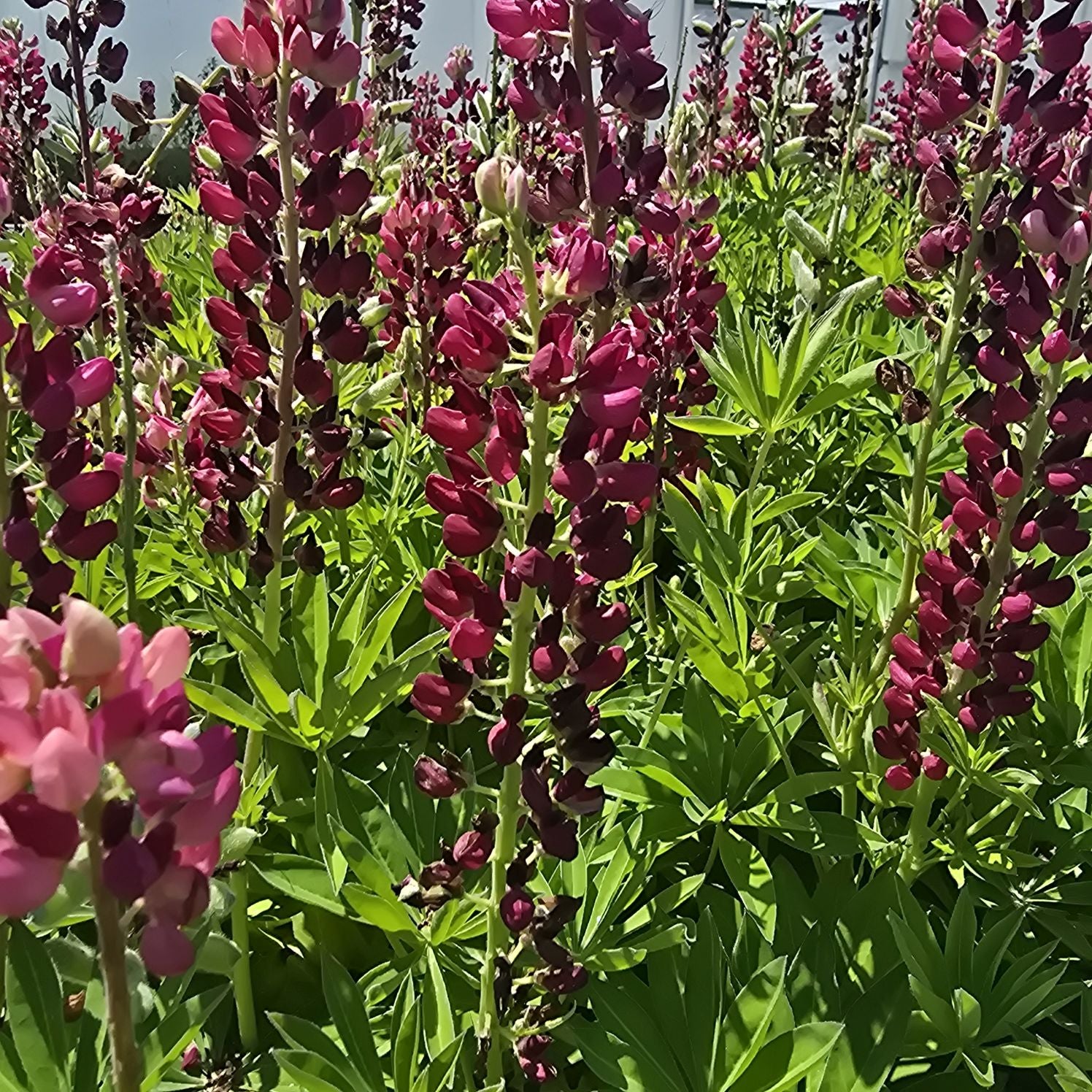 Lupin - Lupinus polyphyllus 'Legendary Red Shades'