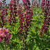 Lupin - Lupinus polyphyllus 'Legendary Red Shades'