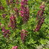 Lupin - Lupinus polyphyllus 'Legendary Red Shades'