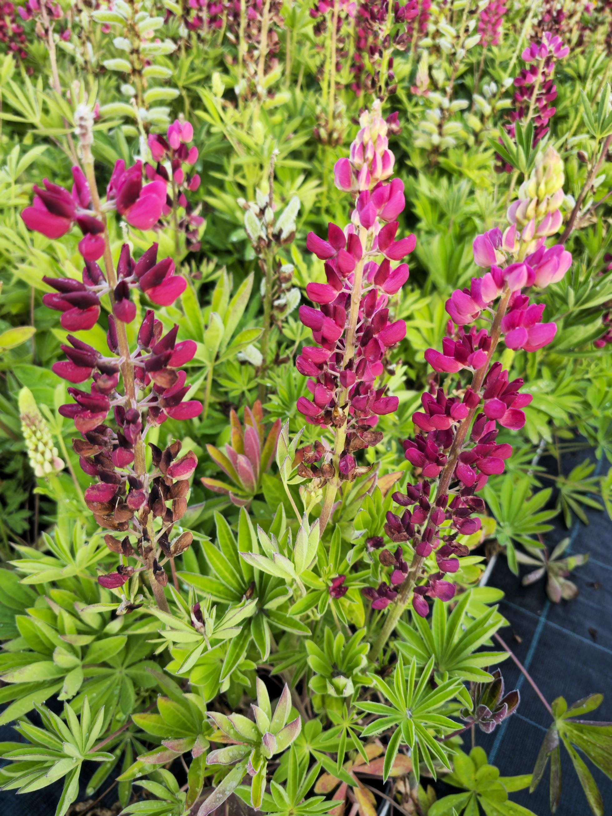 Lupin - Lupinus polyphyllus 'Legendary Red Shades'