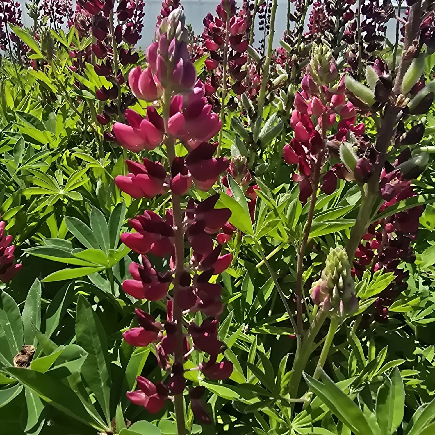 Lupin - Lupinus polyphyllus 'Legendary Red Shades'