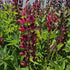 Lupin - Lupinus polyphyllus 'Legendary Red Shades'