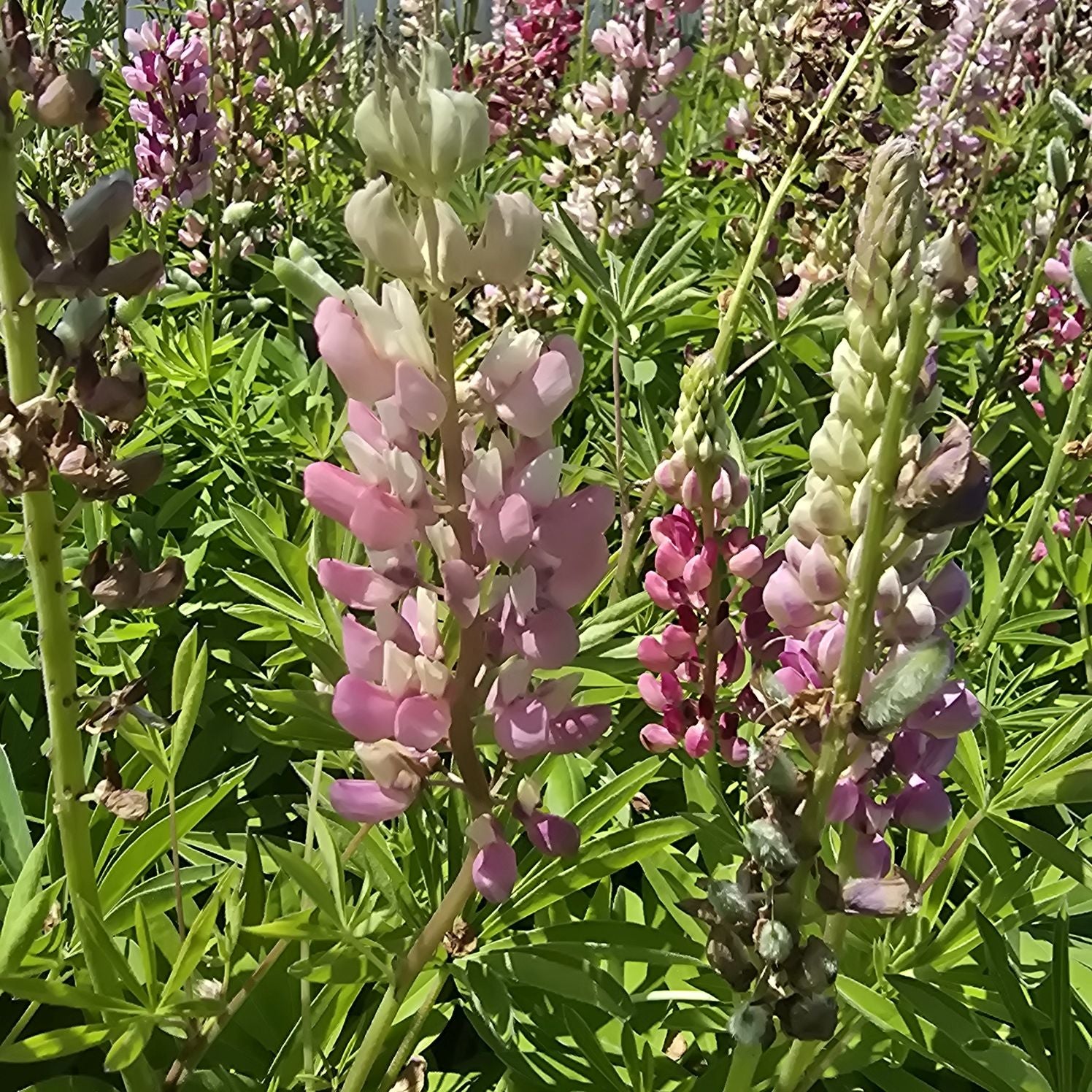 Lupin - Lupinus polyphyllus 'Legendary Rose Shades'