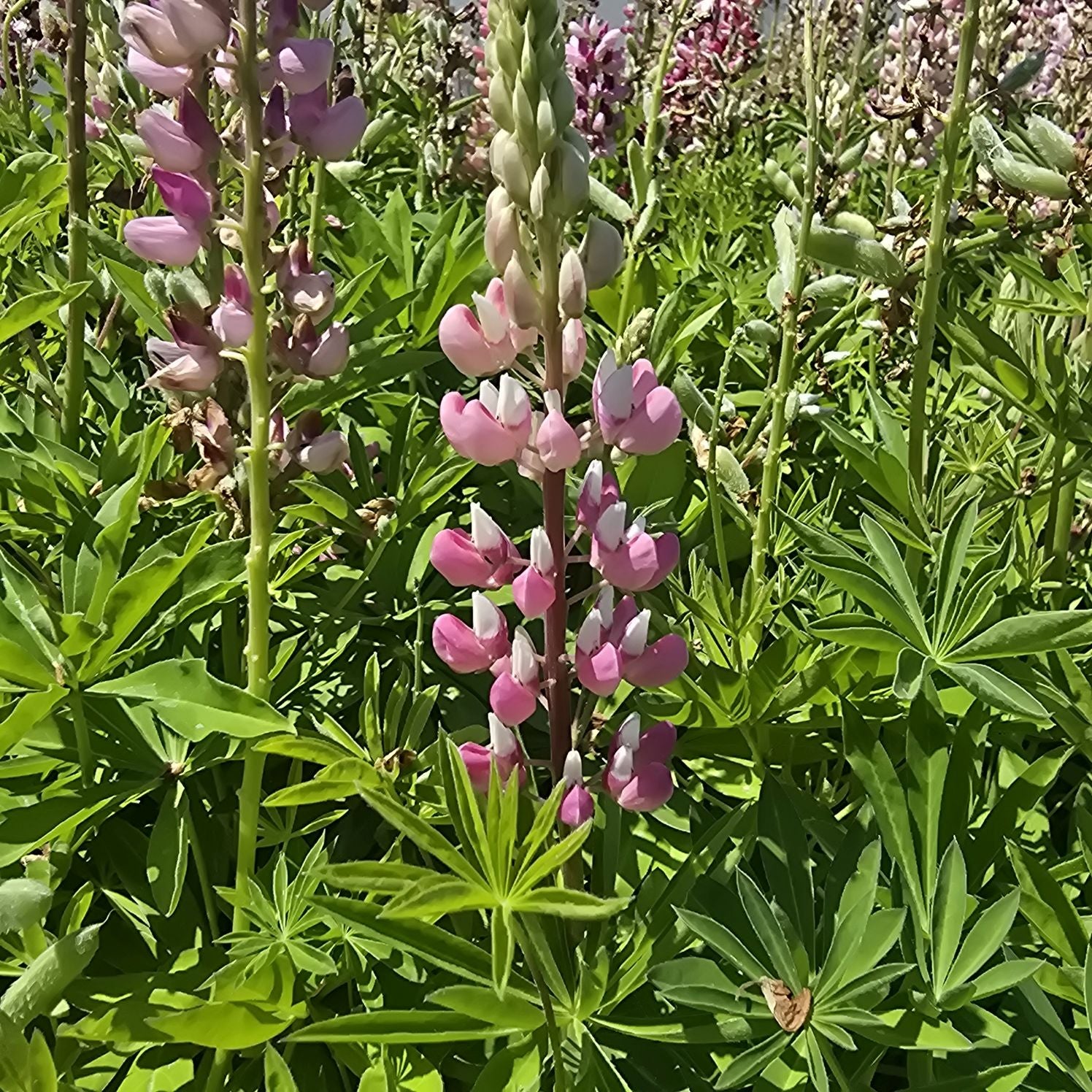 Lupin - Lupinus polyphyllus 'Legendary Rose Shades'