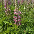 Lupin - Lupinus polyphyllus 'Legendary Rose Shades'