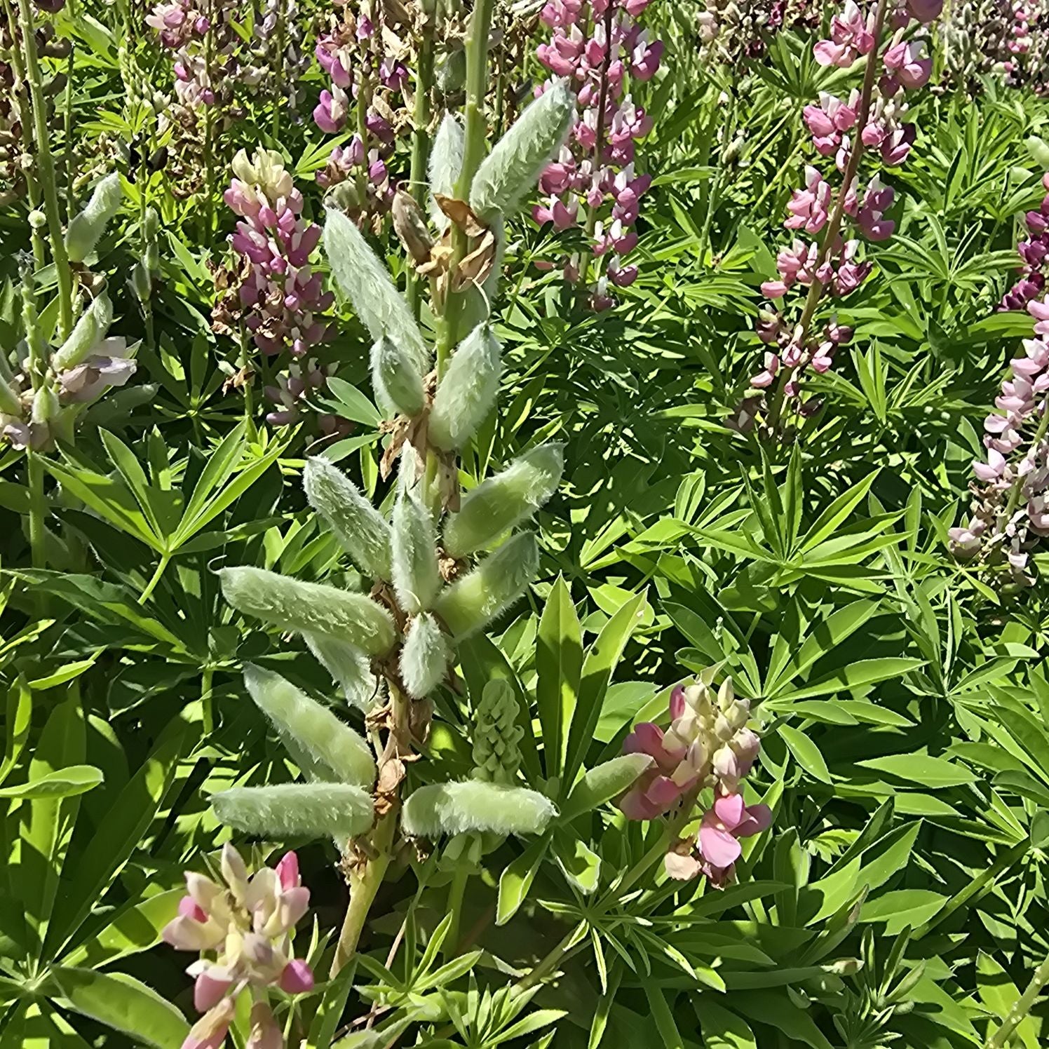 Lupin - Lupinus polyphyllus 'Legendary Rose Shades'