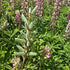 Lupin - Lupinus polyphyllus 'Legendary Rose Shades'