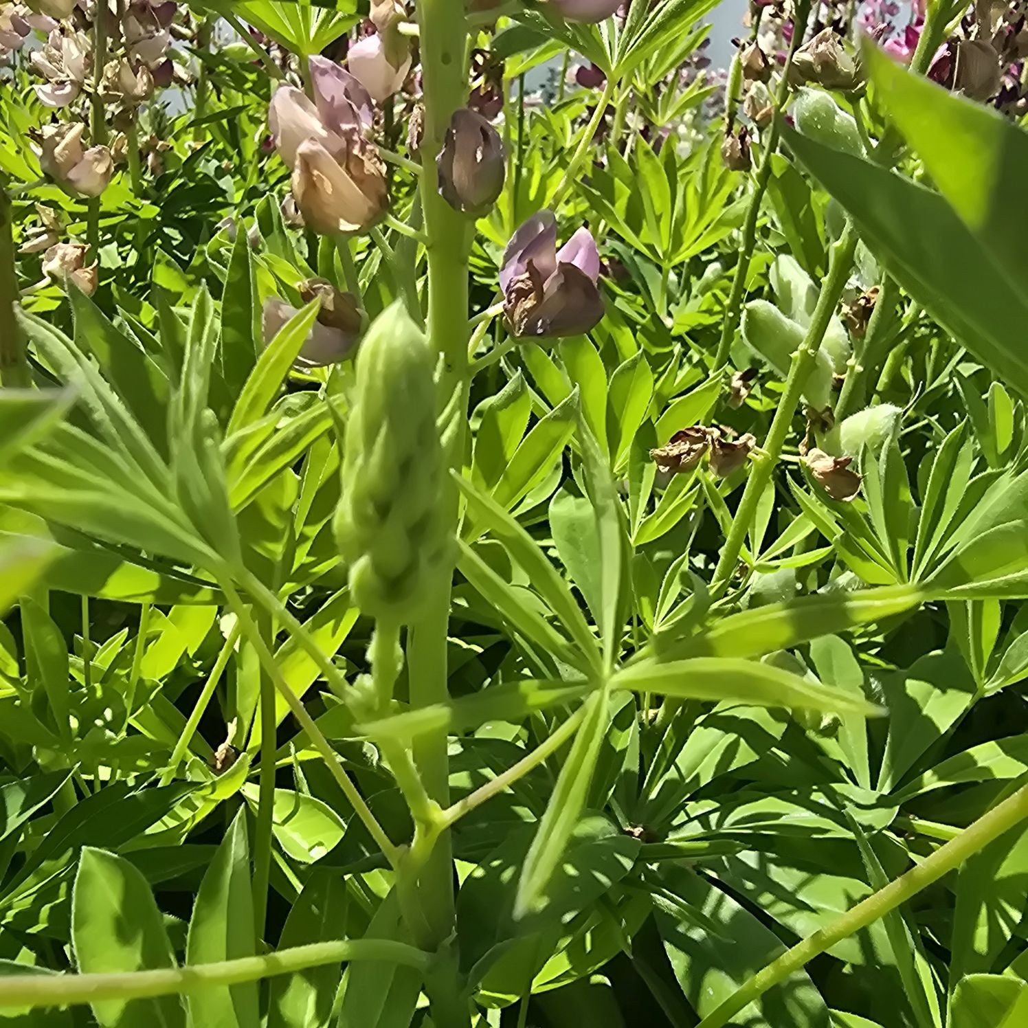 Lupin - Lupinus polyphyllus 'Legendary Rose Shades'