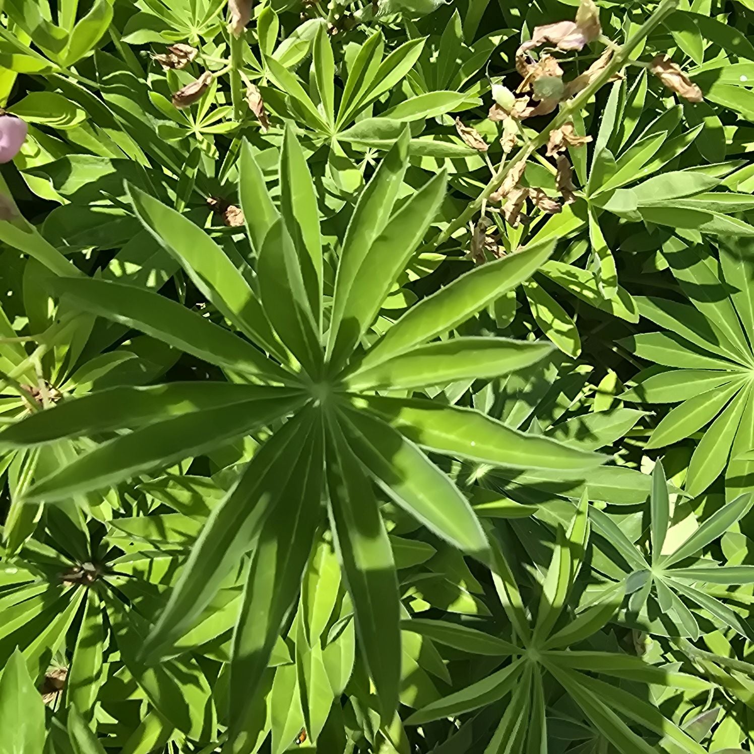 Lupin - Lupinus polyphyllus 'Legendary Rose Shades'