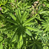 Lupin - Lupinus polyphyllus 'Legendary Rose Shades'