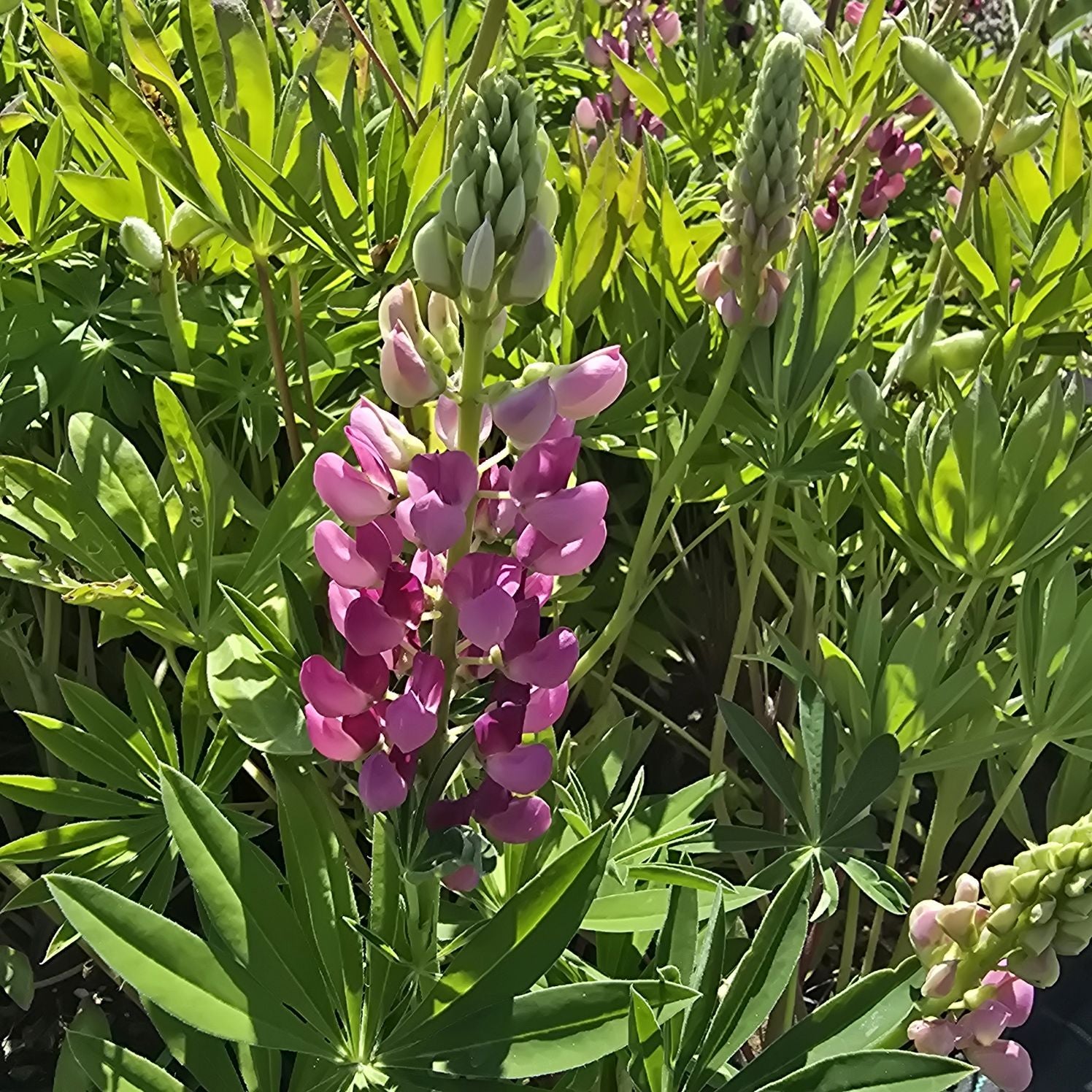 Lupin - Lupinus polyphyllus 'Legendary Rose Shades'