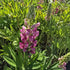 Lupin - Lupinus polyphyllus 'Legendary Rose Shades'